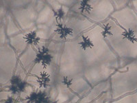Cladosporium spp.